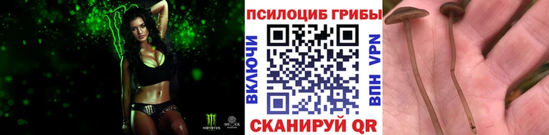 Псилоцибиновые грибы Psilocybe  Борзя 